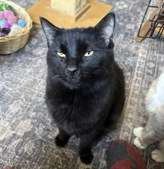A senior large-sized male Black Domestic Short Hair cat named Vader for adoption in Warminster, PA