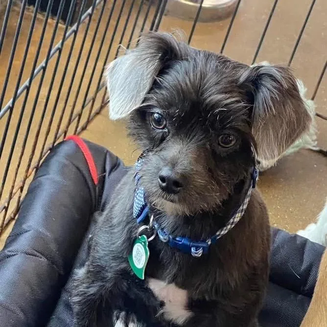 Tater Tot thumbnail 2