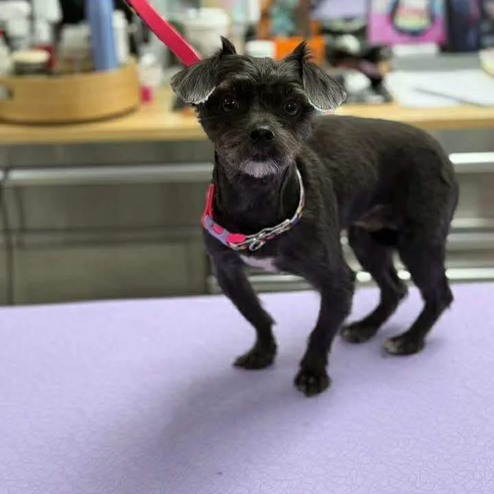 Tater Tot thumbnail 3