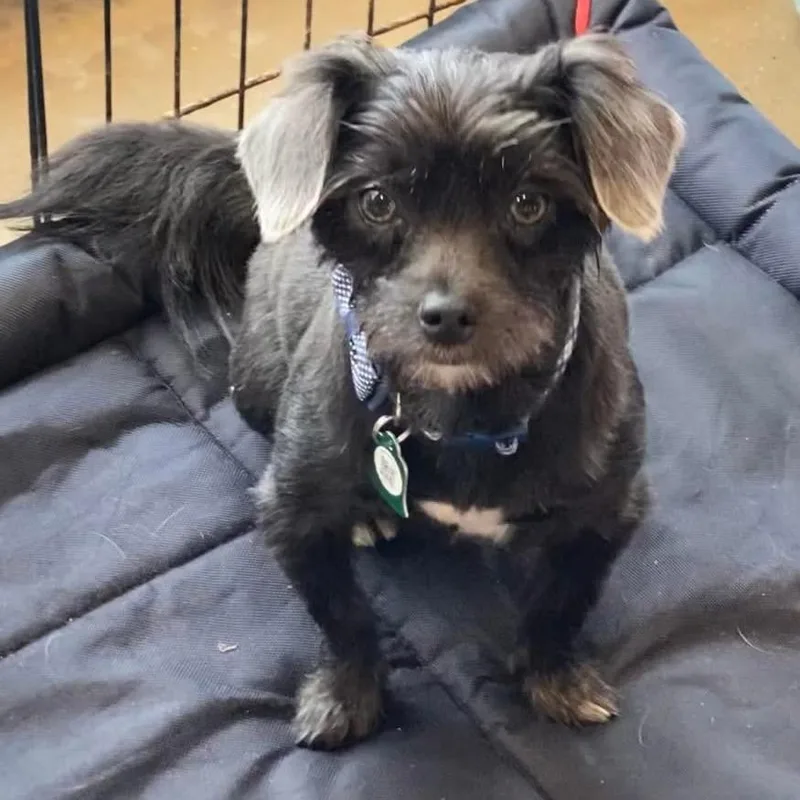 Tater Tot thumbnail 4