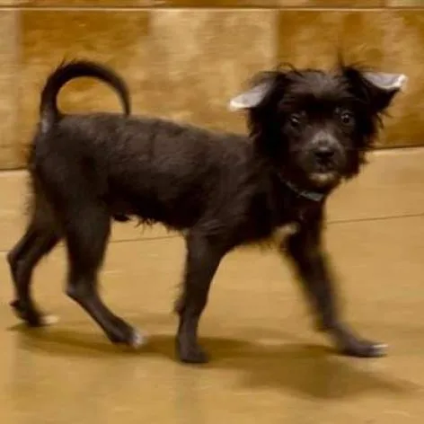 Tater Tot thumbnail 6