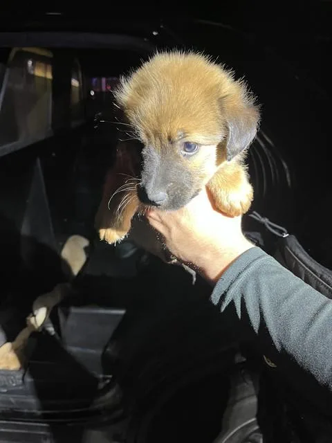 A baby small-sized male German Shepherd Dog dog named Shep for adoption in Miami, FL