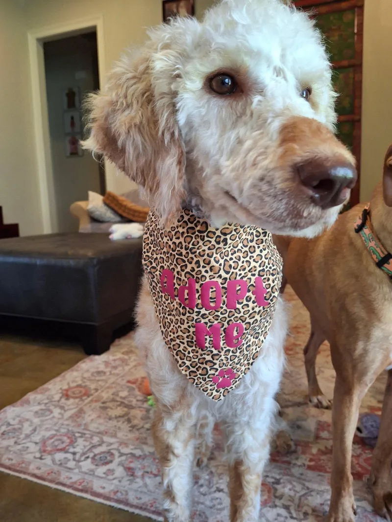 An adult medium-sized female Apricot / Beige Poodle dog named Goldilocks for adoption in Gonzales, LA