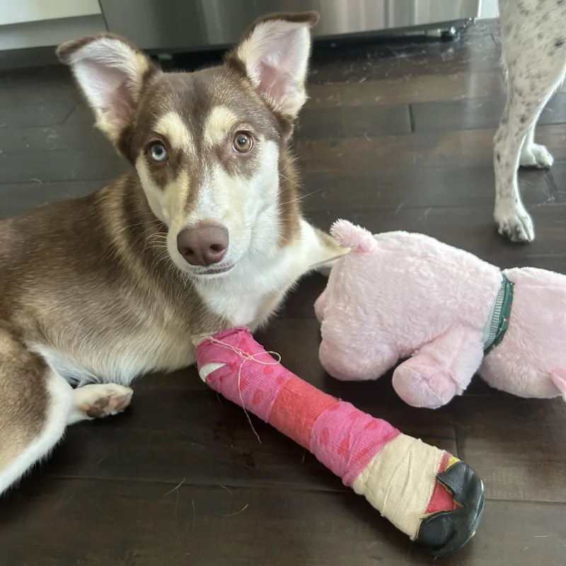 A young medium-sized female Bicolor Collie dog named Nala for adoption in Elmhurst, IL