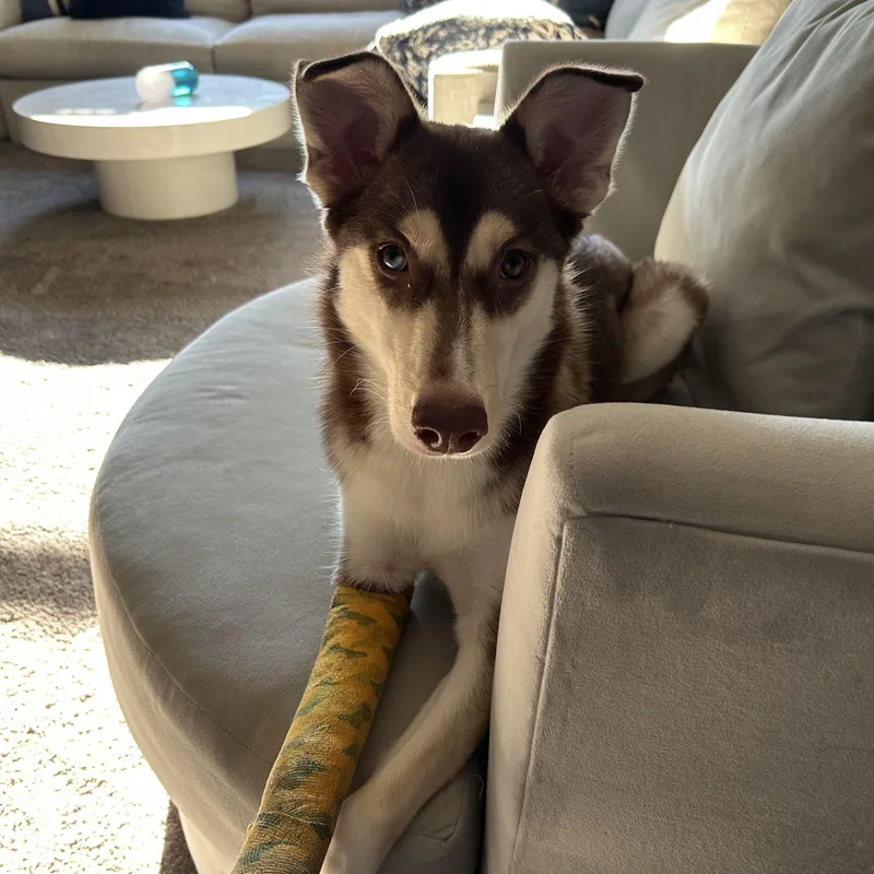 Nala thumbnail 3