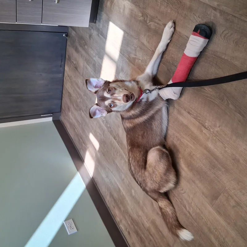 Nala thumbnail 4
