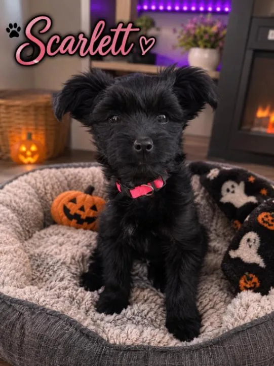 A young small-sized female Poodle dog named Scarlett for adoption in North Bend, WA
