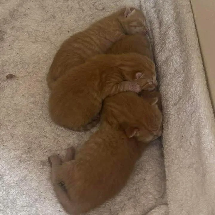 A baby small-sized female Orange / Red Domestic Short Hair cat named Tiny Sweet Tater for adoption in Williston, FL