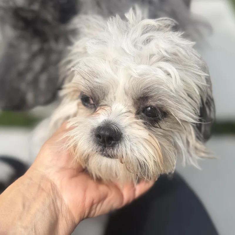 Ms. Sweetie Lili thumbnail 6