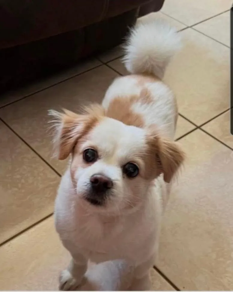 An adult small-sized male Bicolor Lhasa Apso dog named Yuri for adoption in Fort Lauderdale, FL