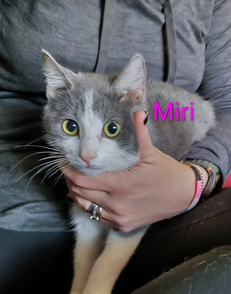 Miri