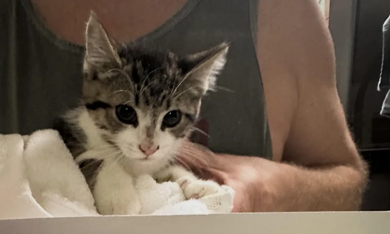 A baby small-sized male Black & White / Tuxedo Domestic Short Hair cat named Austin for adoption in Pittsburgh, PA