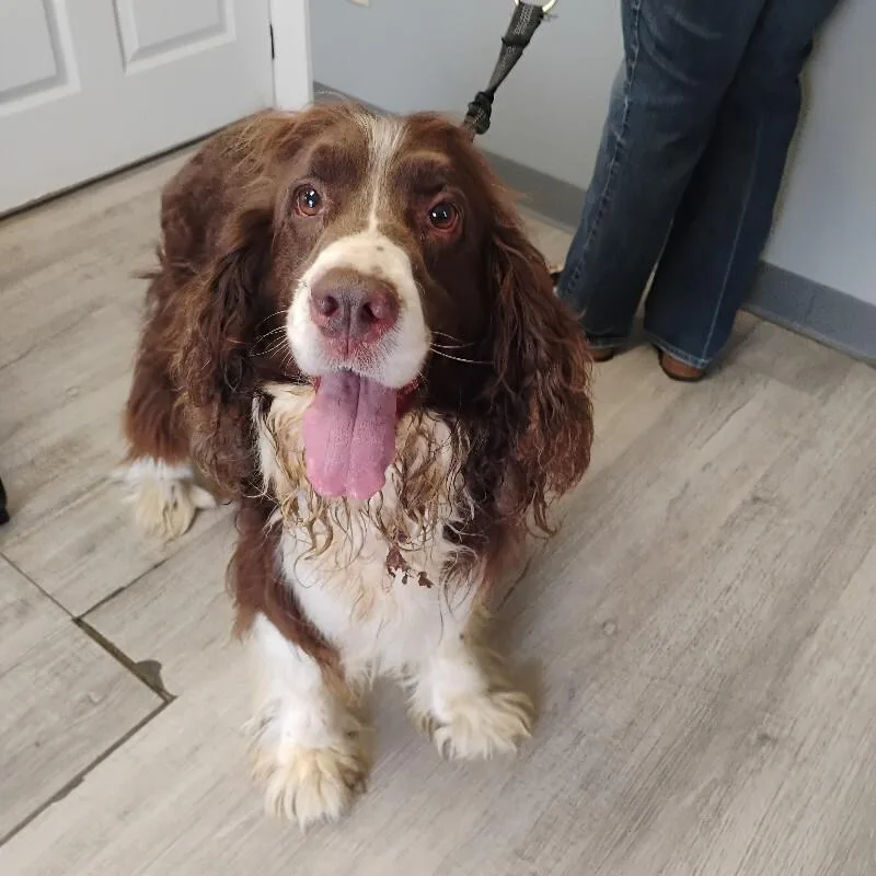 An adult medium-sized male English Springer Spaniel dog named Sampson for adoption in Paris , TN