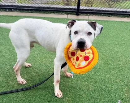 An adult large-sized male White / Cream Pit Bull Terrier dog named Wally for adoption in Kansas City, MO