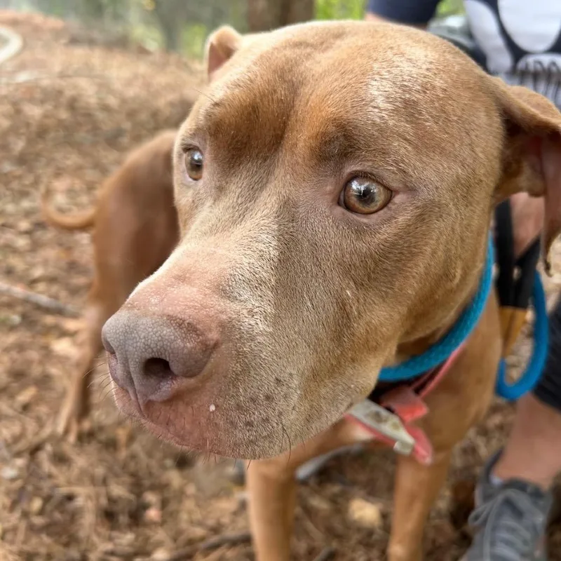 An adult medium-sized female Brown / Chocolate Mixed Breed dog named Angelica for adoption in Columbus, GA