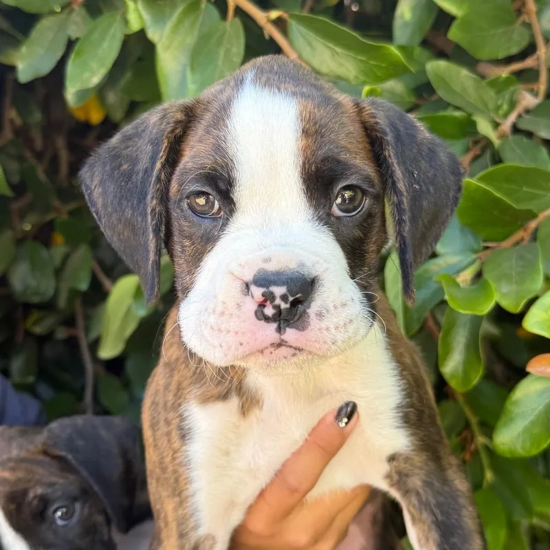 A baby small-sized male White / Cream Boxer dog named Lychee for adoption in Santa Barbara, CA