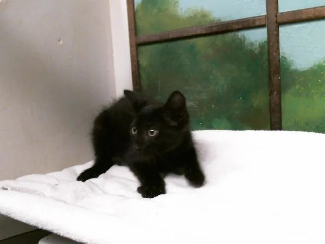 A baby small-sized male Domestic Short Hair cat named Cason for adoption in Houston, TX
