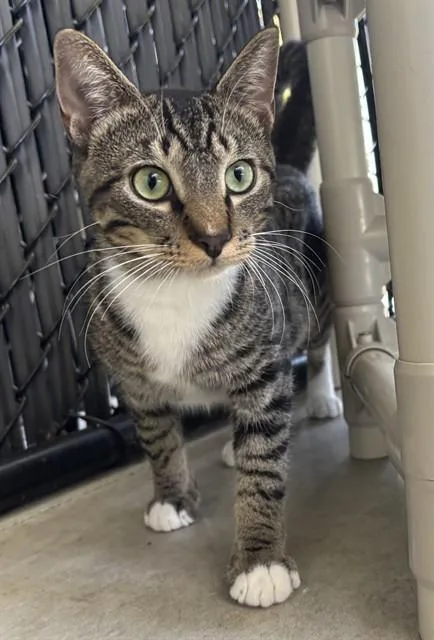 A young large-sized male Domestic Short Hair cat named Aiden for adoption in Palmetto, FL