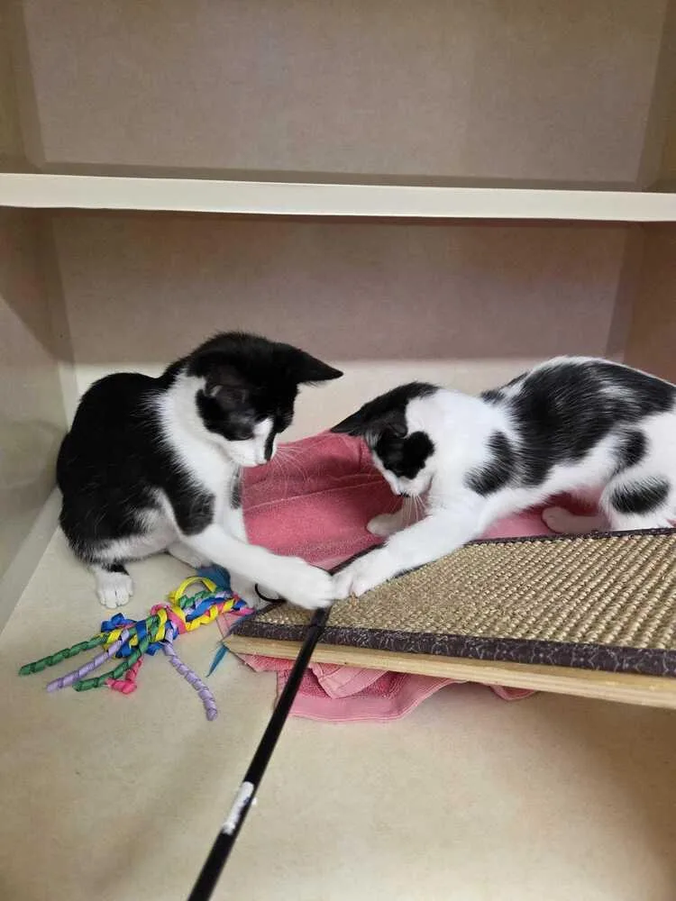 A baby small-sized female Black & White / Tuxedo Domestic Short Hair cat named Chastity for adoption in Elmsford, NY
