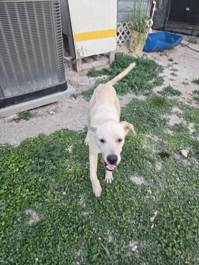 A young medium-sized male Apricot / Beige Labrador Retriever dog named Paloma for adoption in MISSION, TX