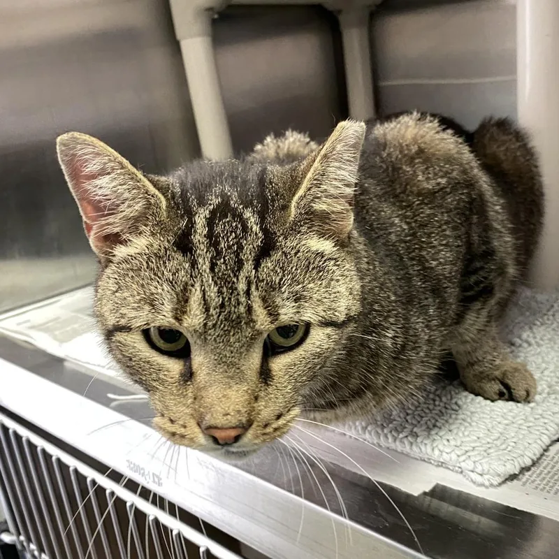 An adult large-sized male Domestic Medium Hair cat named Rodriguez for adoption in Philadelphia, PA