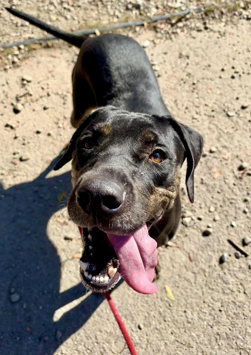 An adult medium-sized female Black Pit Bull Terrier dog named Sabrina for adoption in Buffalo, NY