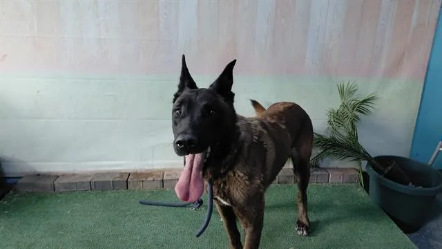 An adult medium-sized male Belgian Shepherd / Malinois dog named A for adoption in Baldwin Park, CA