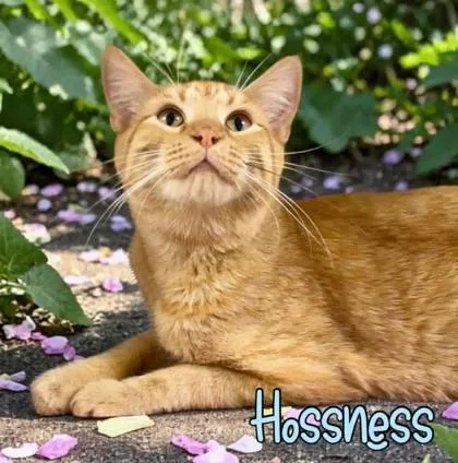 Hossness thumbnail 2