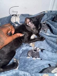 A baby small-sized female Domestic Short Hair cat named Glenda for adoption in San Antonio, TX