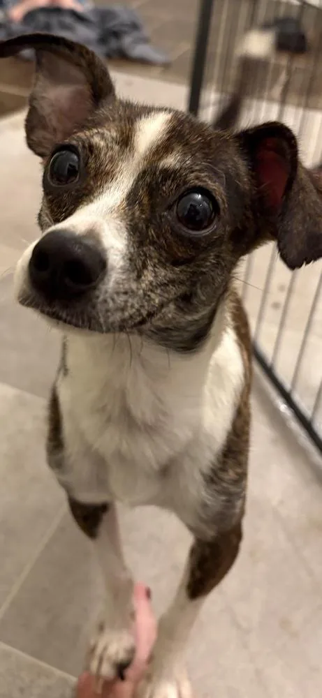 An adult small-sized female Chihuahua dog named Grace for adoption in Irwin, PA