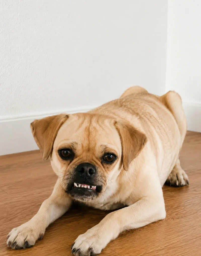 An adult small-sized female Pug dog named Lola Beth for adoption in Minneapolis, MN