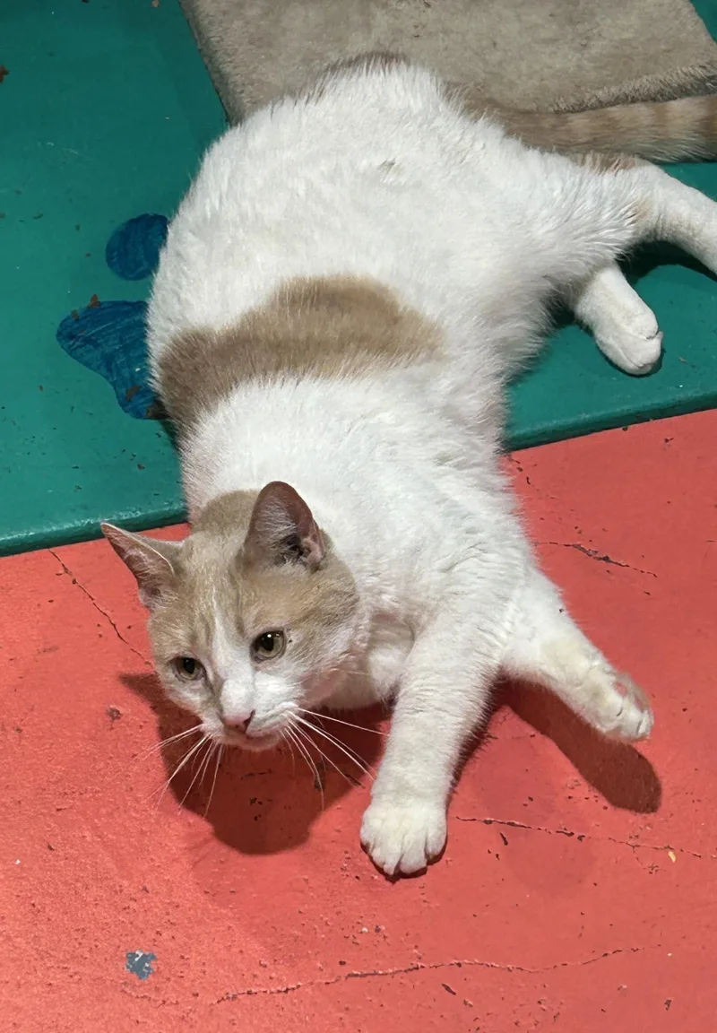 An adult large-sized male Domestic Short Hair cat named Milo for adoption in Havertown, PA
