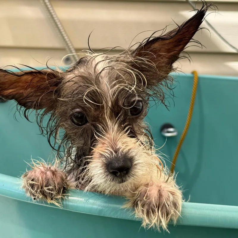 A baby small-sized male White / Cream Yorkshire Terrier dog named Milkbone for adoption in New Orleans, LA