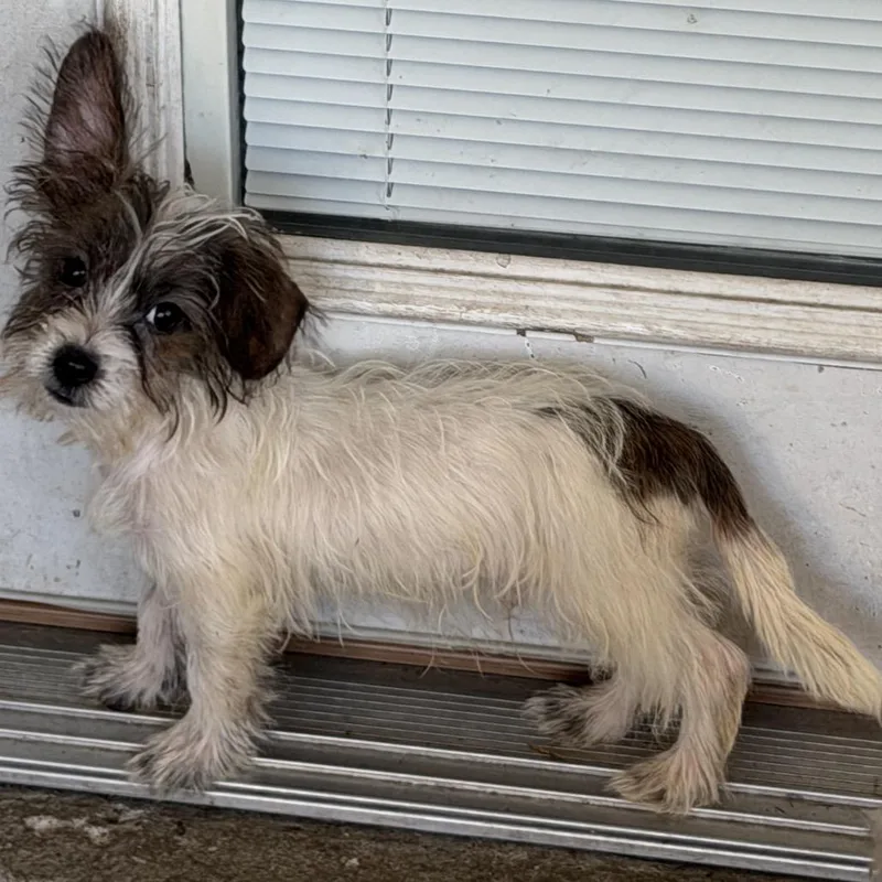 Milkbone thumbnail 5