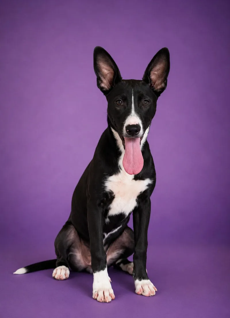 A young medium-sized female Black Border Collie dog named Lexi for adoption in Heber Springs, AR