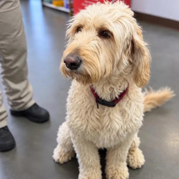 An adult medium-sized female White / Cream Poodle dog named Dolly for adoption in Idaho Falls, ID