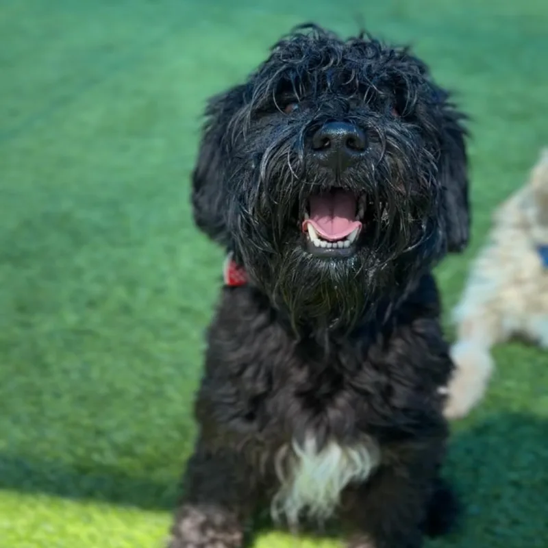 An adult small-sized male Poodle dog named Benito A for adoption in Mission Hills, CA