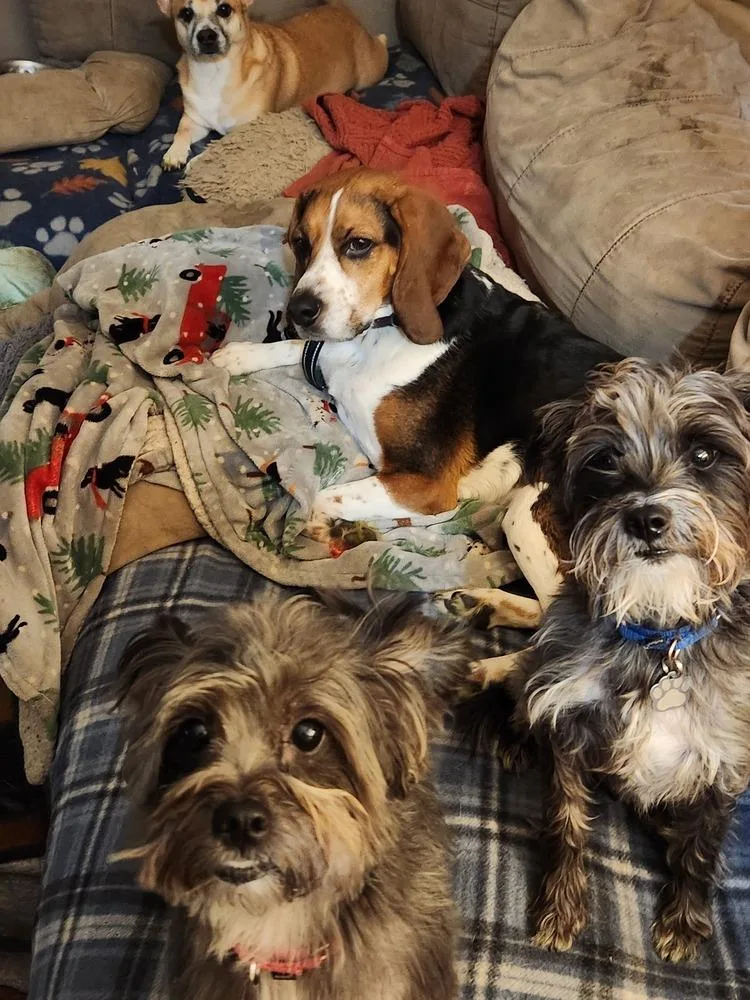 An adult small-sized female Yorkshire Terrier dog named 981 (Lulu) for adoption in Plymouth, MI
