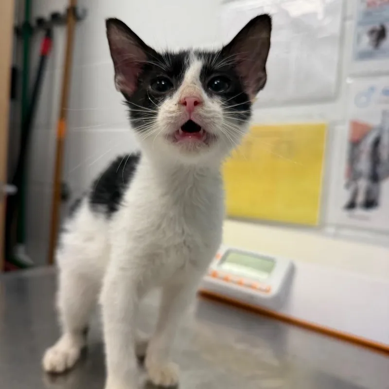A baby small-sized female White Domestic Short Hair cat named Dot for adoption in Sarasota, FL