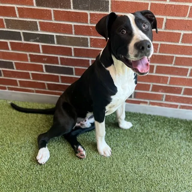 A young large-sized male Mixed Breed dog named Pony Boy Curtis for adoption in Edmond, OK