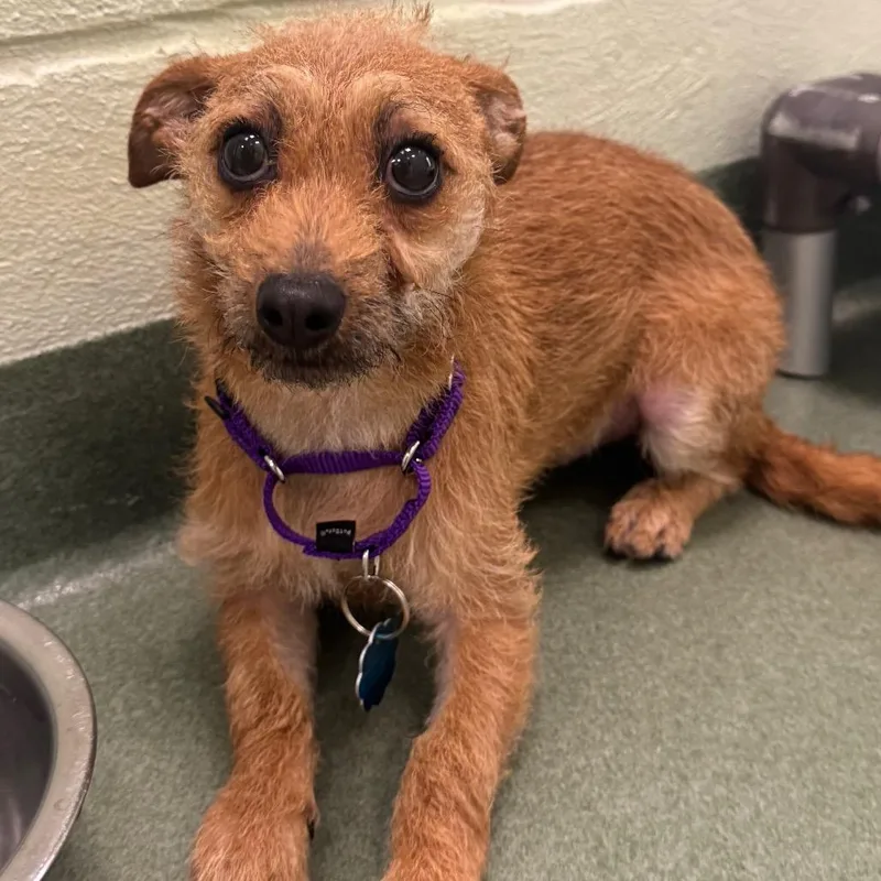 A young small-sized male Yellow / Tan / Blond / Fawn Terrier dog named Ralph for adoption in West Palm Beach, FL