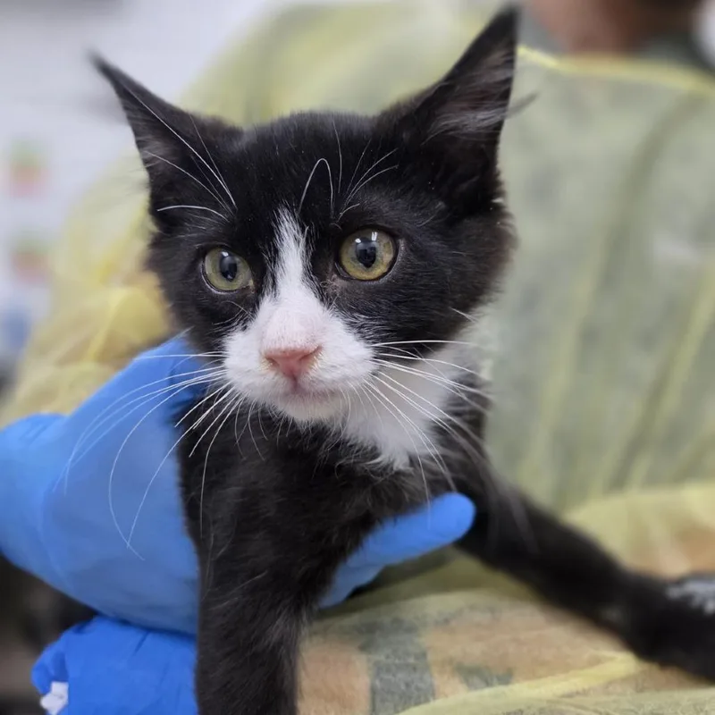 A baby small-sized male Black Domestic Long Hair cat named Tomahawk for adoption in Incline Village, NV