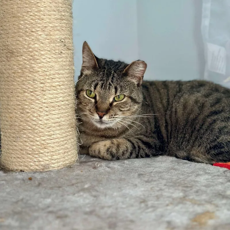 A young large-sized female Domestic Short Hair cat named Clover for adoption in Raleigh, NC