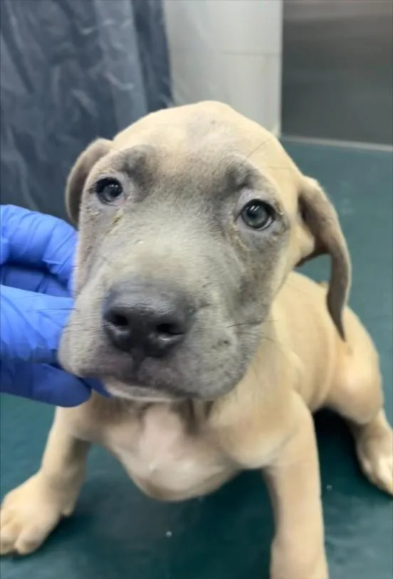 A baby small-sized male Mastiff dog named Owen for adoption in Mobile, AL