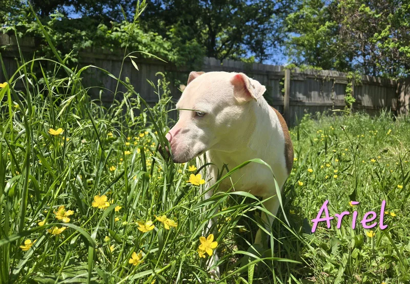 An adult medium-sized female Hound dog named Ariel for adoption in Jackson, MS
