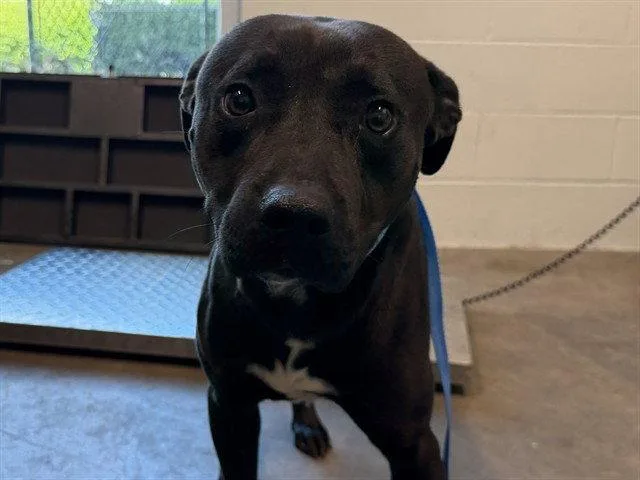 An adult large-sized male Pit Bull Terrier dog named Bigfoot for adoption in Tavares, FL