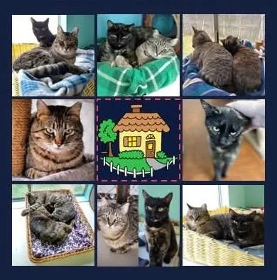 An adult medium-sized female Domestic Short Hair cat named Mama Angel for adoption in Ogden, UT