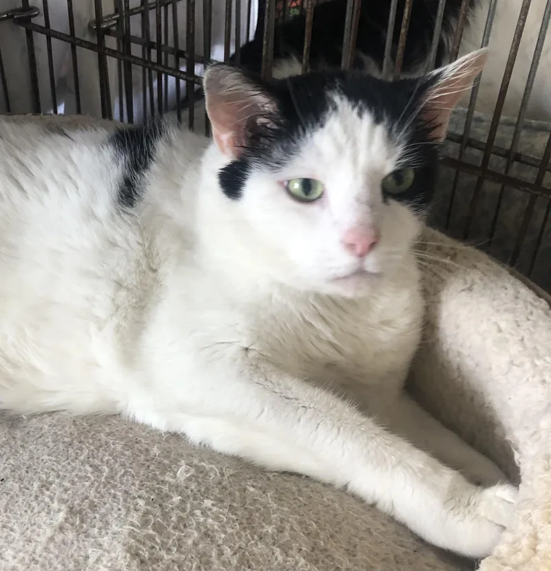 Captain Trouble & Major thumbnail 2