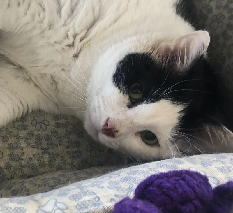 An adult extra large-sized male Black Domestic Short Hair cat named Captain Trouble & Major for adoption in Parma, OH