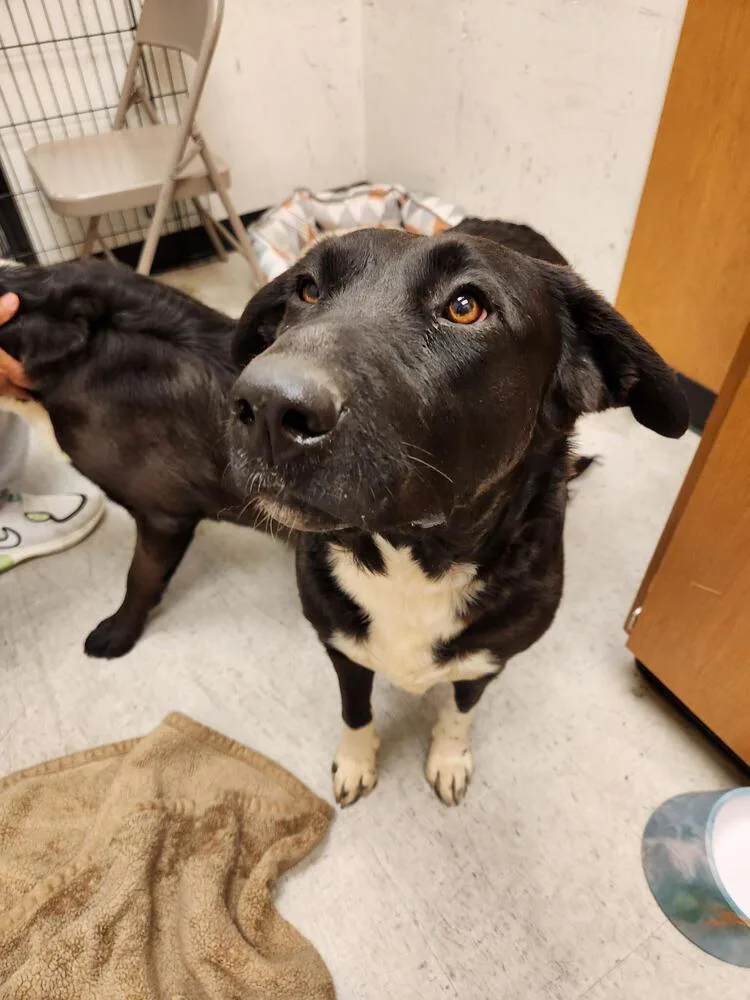 White Hands thumbnail 3